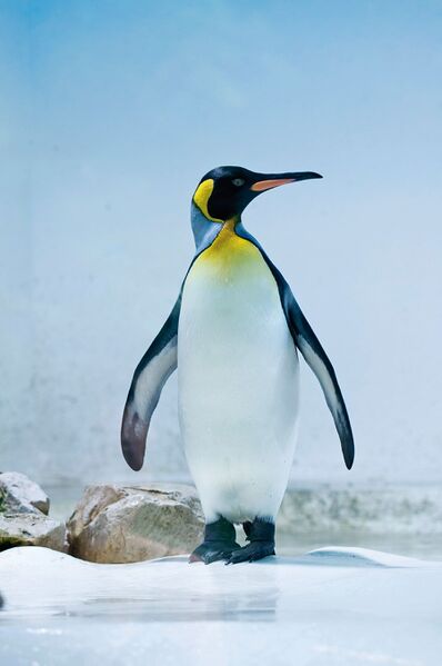 Zeting:Pingui.jpg