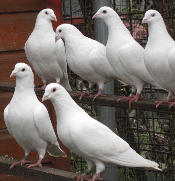 Zeting:eksi toshi fu viossa.png