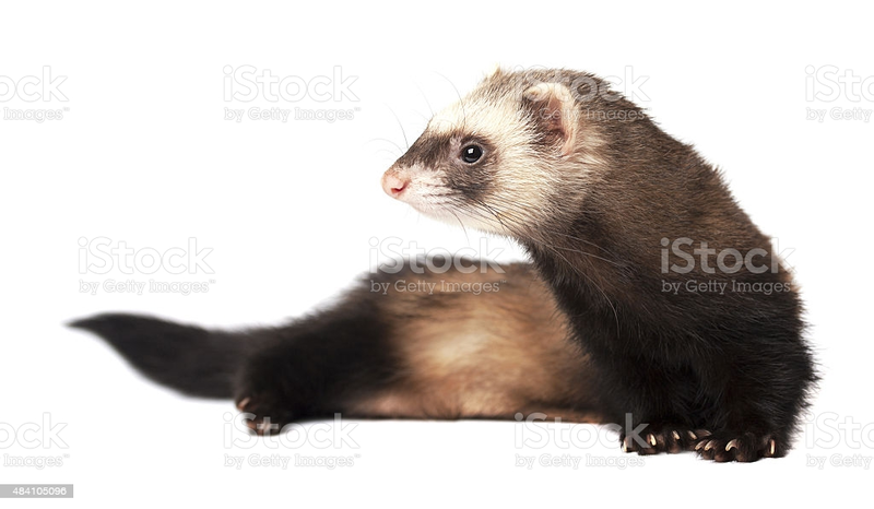 Zeting:20230105224237!ia9 etletdyr.png